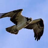 Osprey 1