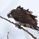 Osprey 3