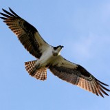 Osprey 4