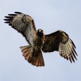 Red-tailed-hawk