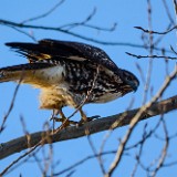 Red-tailed-hawk 1