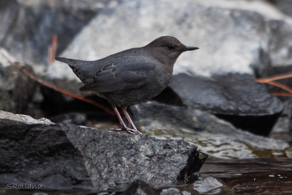 American-dipper