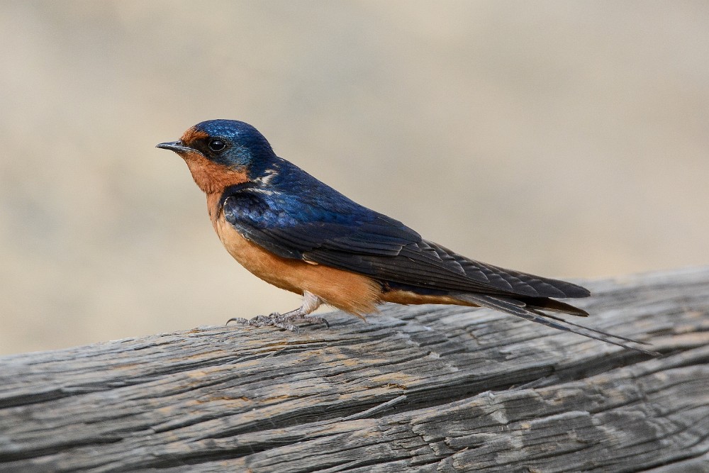 Barn-swallow