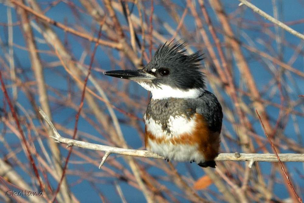 Belted-kingfisher