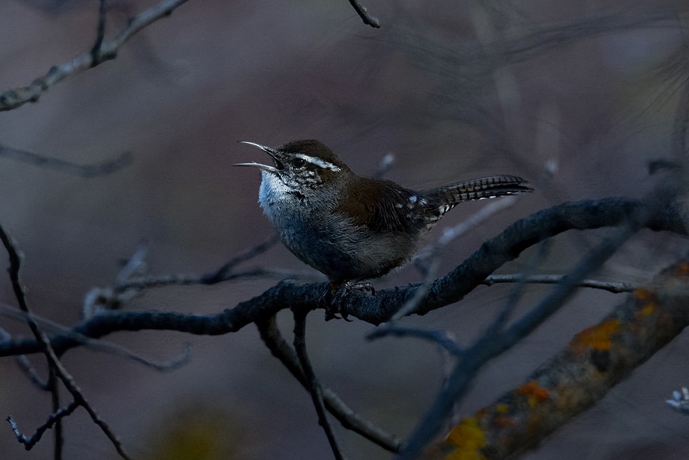 Bewick's-wren-1