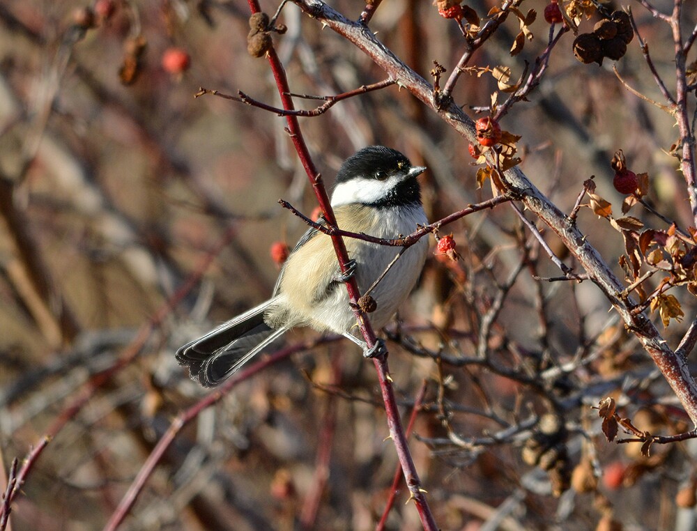 Black-capped-chickadee-1