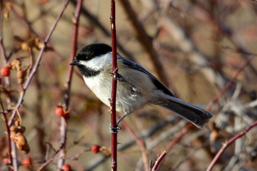 Black-capped-chickadee