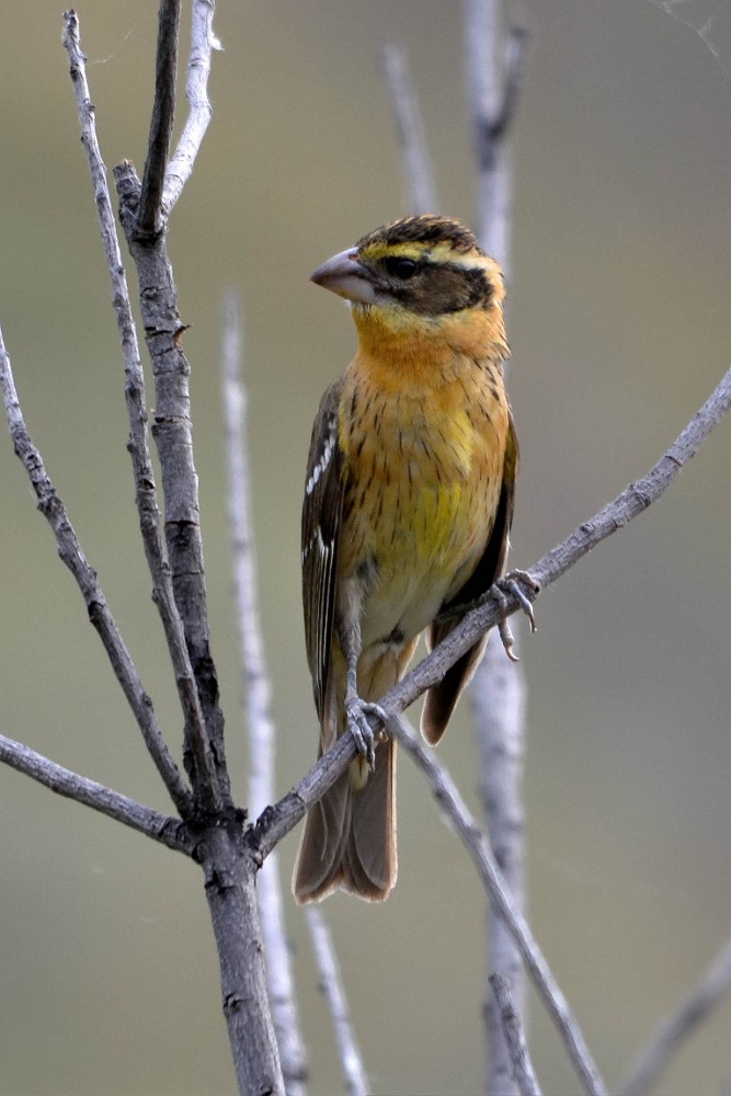 Black-headed-grossbeak