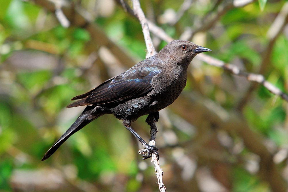 Brewer's blackbird-female