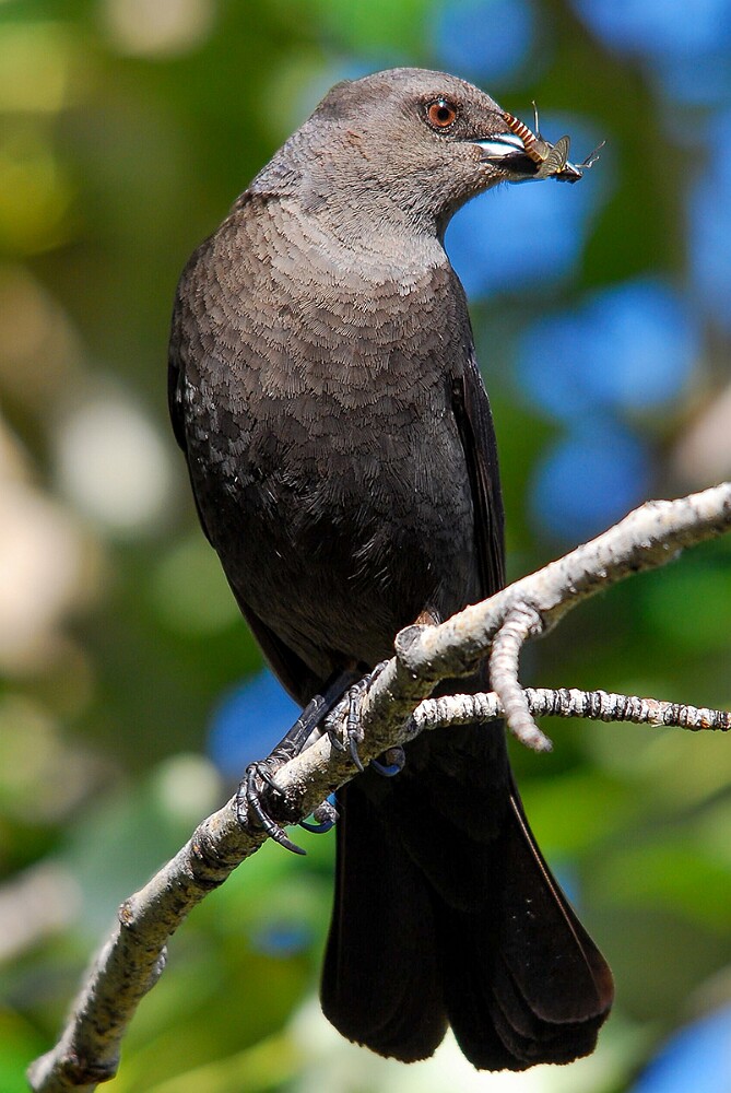 Brewer's-Blackbird-1