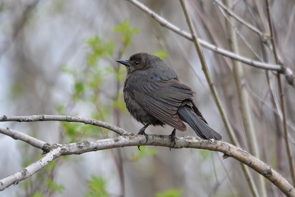 Brewer's-blackbird-female-1