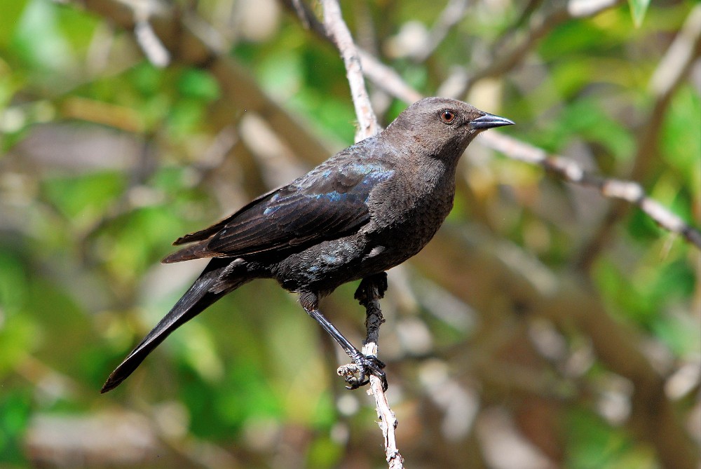 Brewer's-blackbird-female