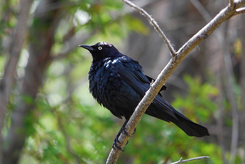 Brewer's-blackbird-male-1