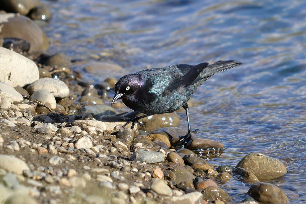 Brewer's-blackbird-male