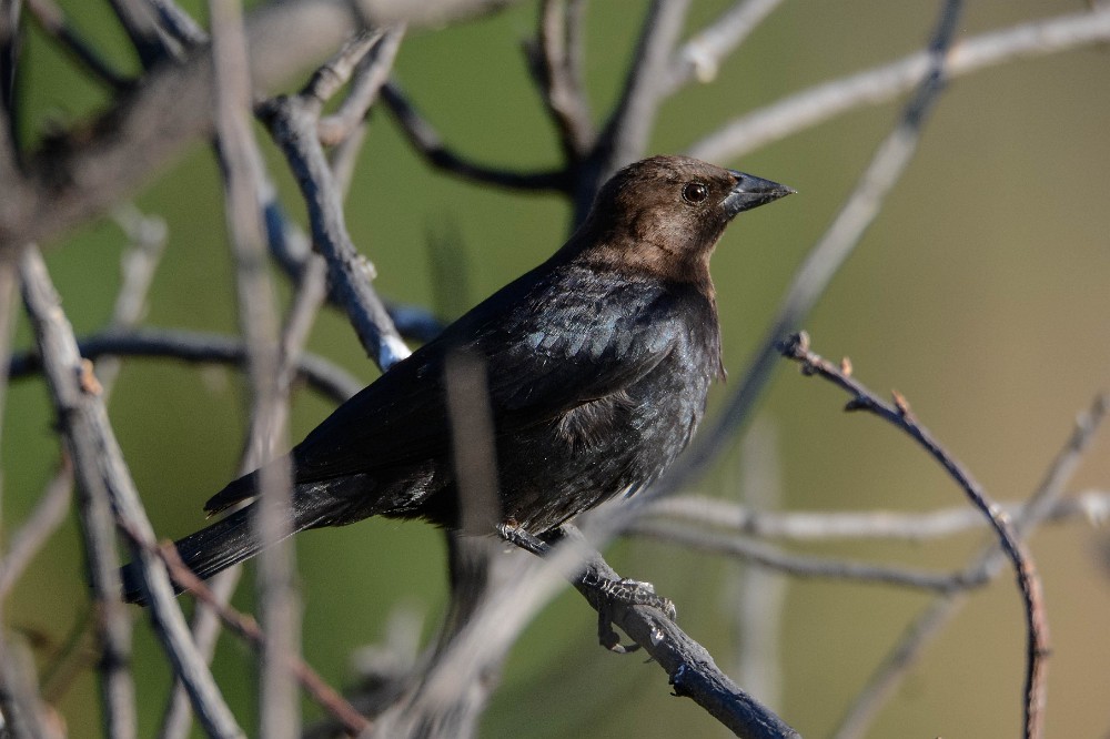 Brown-headed-cowbird