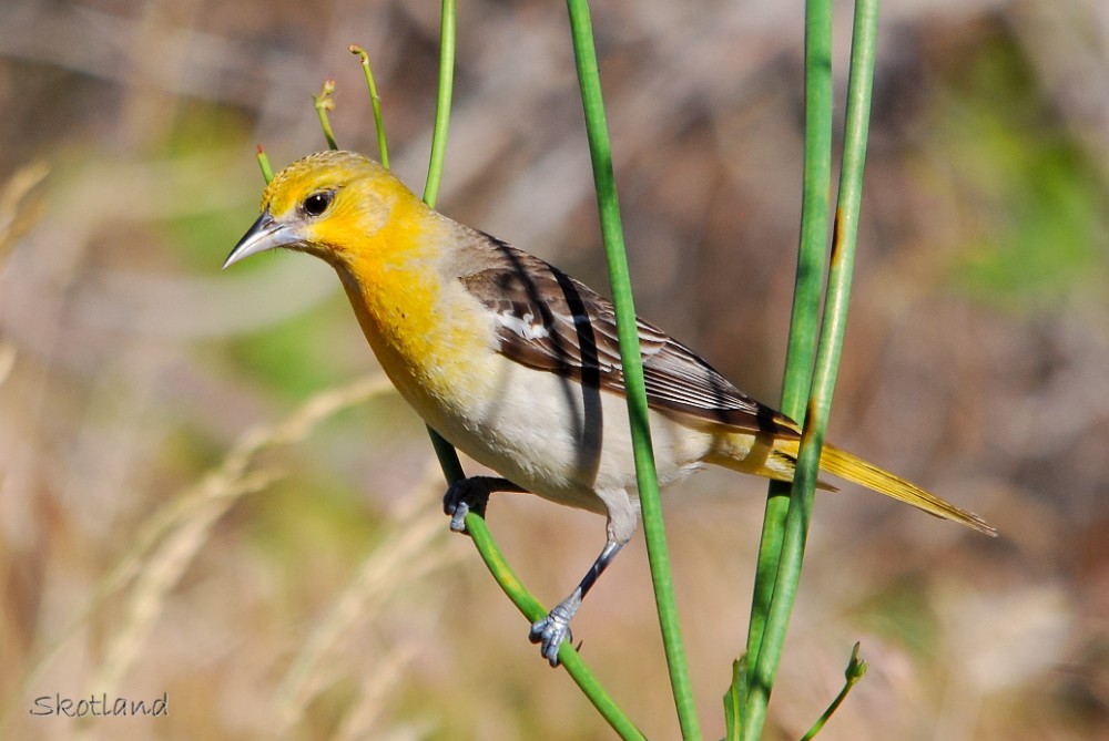 Bullock's-oriole-female