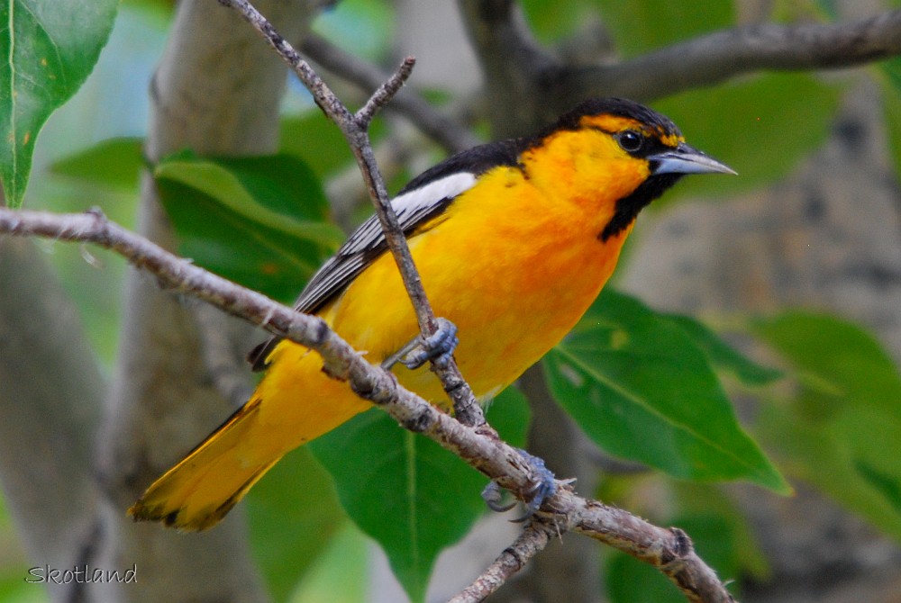 Bullock's-oriole