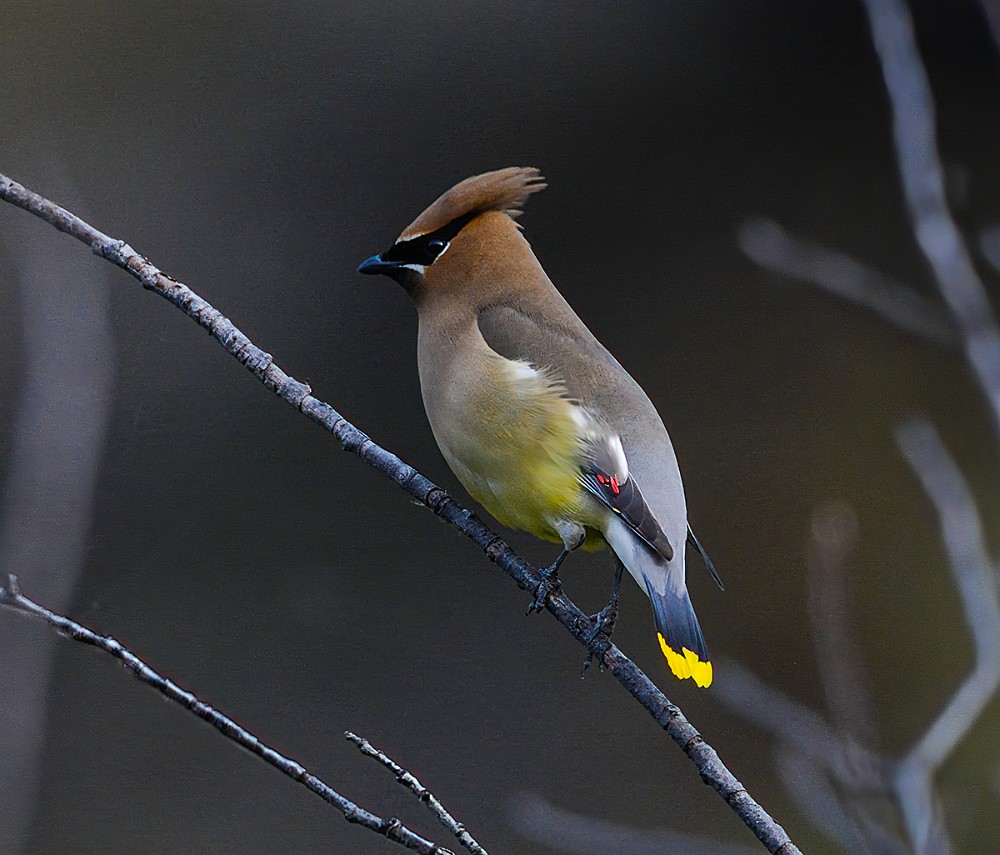 Ceadar-Waxwing-1