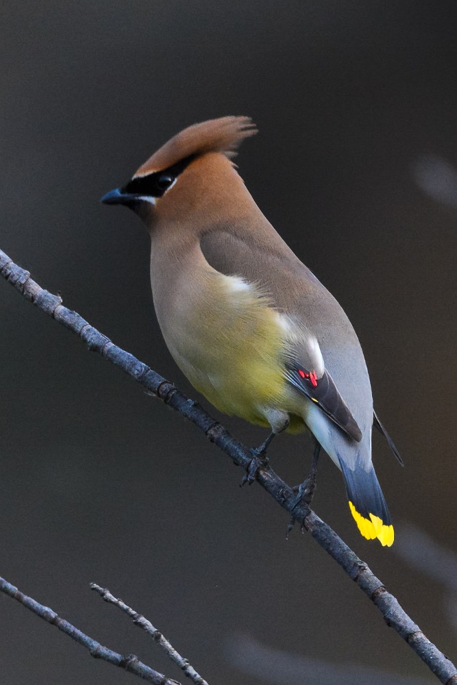 Cedar-waxwing