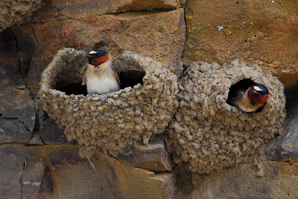 Cliff swallow (2)