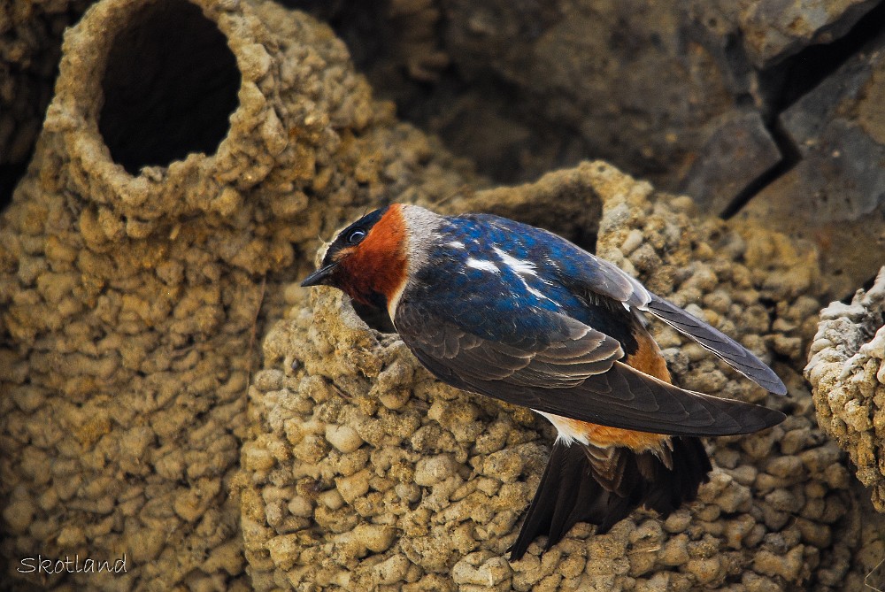 Cliff swallow on nest