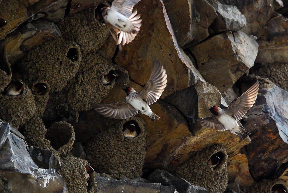 Cliff-swallow 1