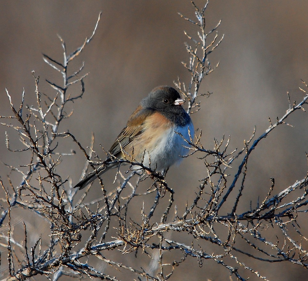 Dark-eyed-Junco-1