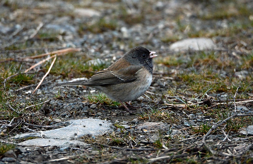 Dark-eyed-Junco-2