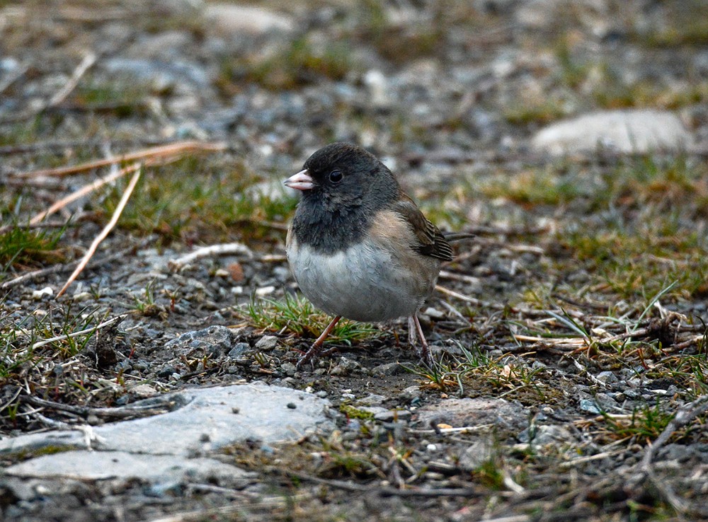 Dark-eyed-Junco-3