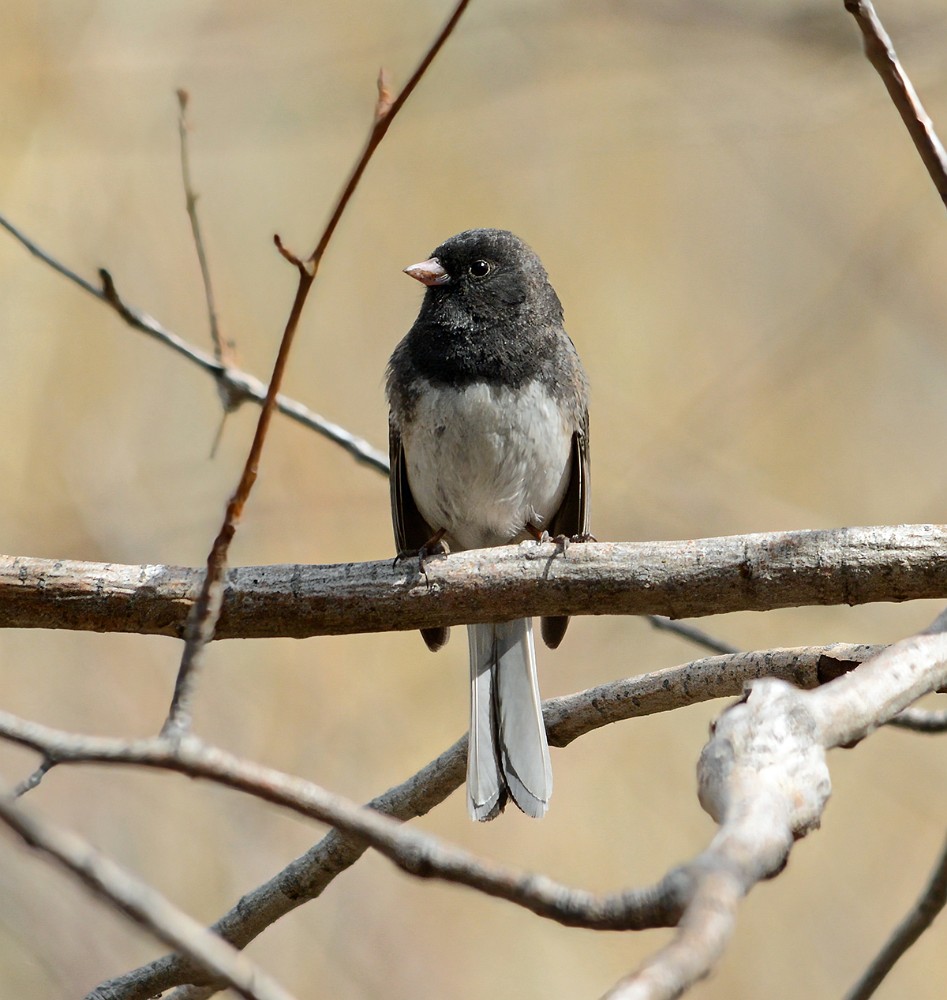 Dark-eyed-Junco-5