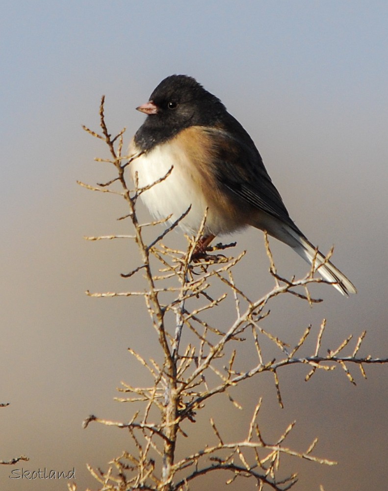 Dark-eyed-junco