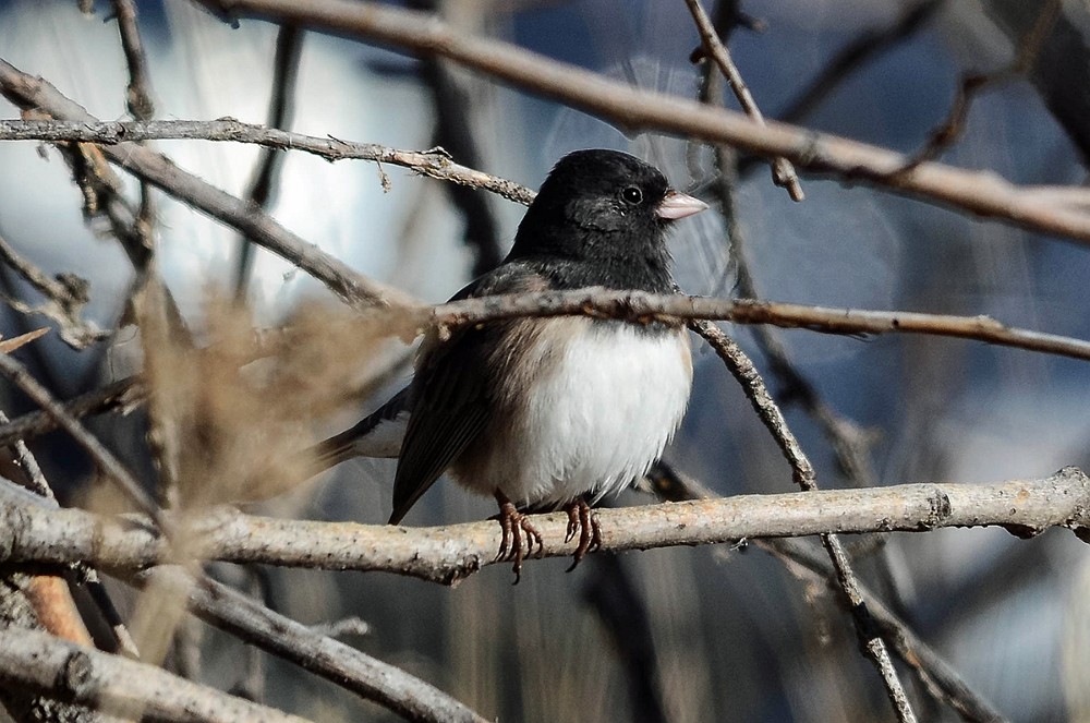 Dark-eyed-junco 1