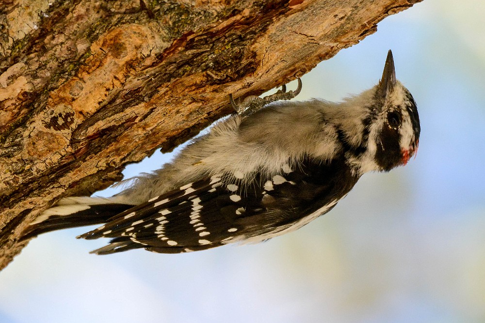 Downey woodpecker1
