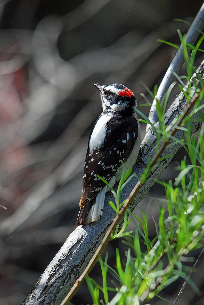 Downey-woodpecker-2