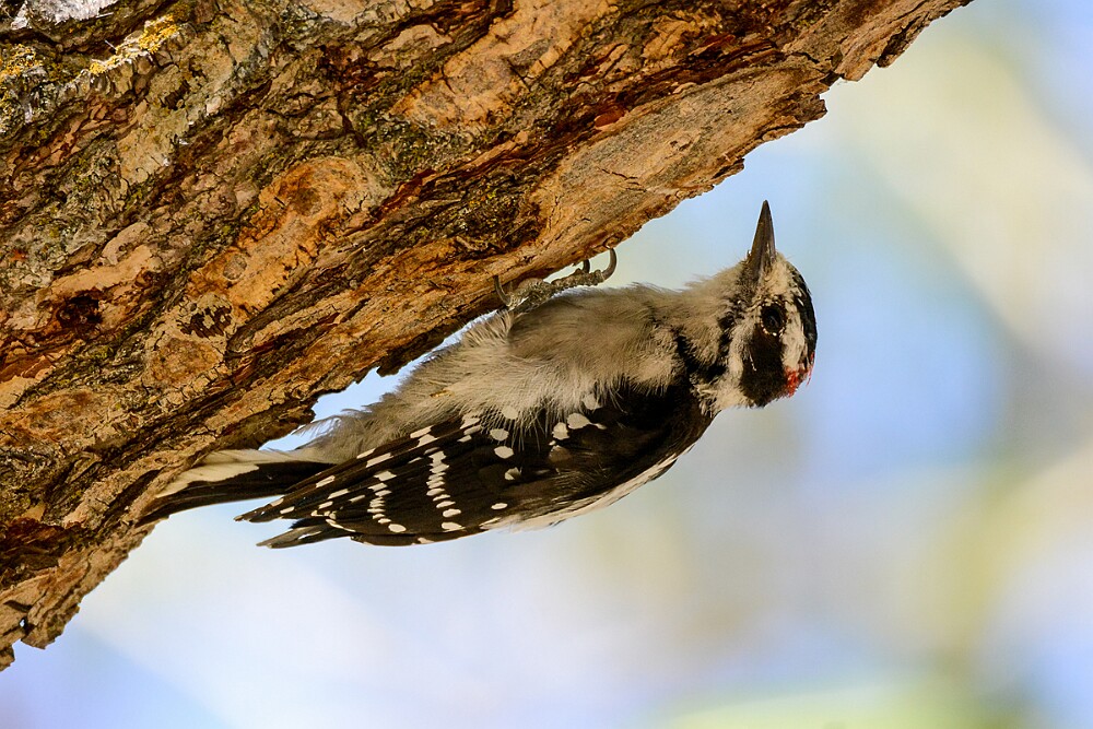 Downey-woodpecker-3