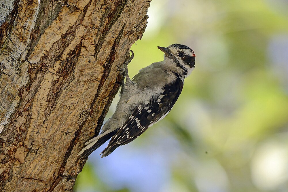 Downey-woodpecker-4