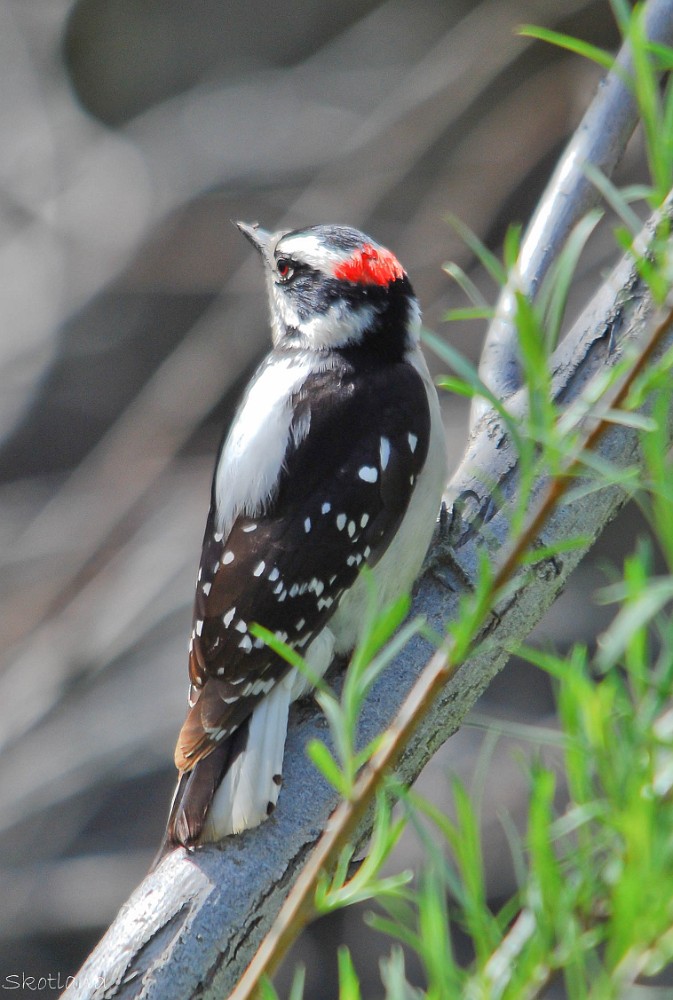 Downey-woodpecker