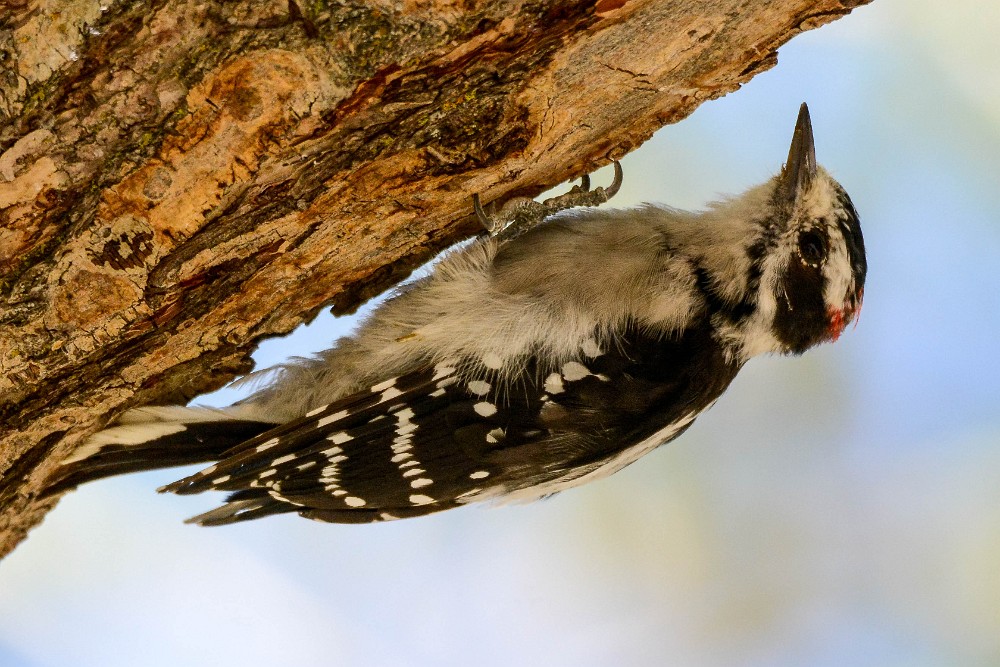 Downey-woodpecker 1