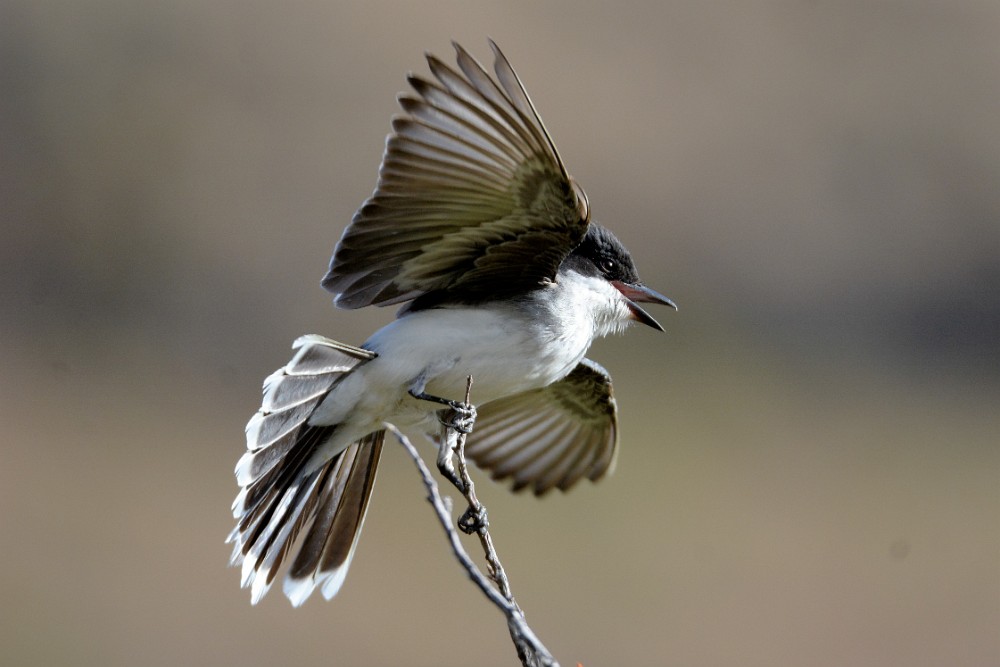 Eastern-Kingbird-windy-day