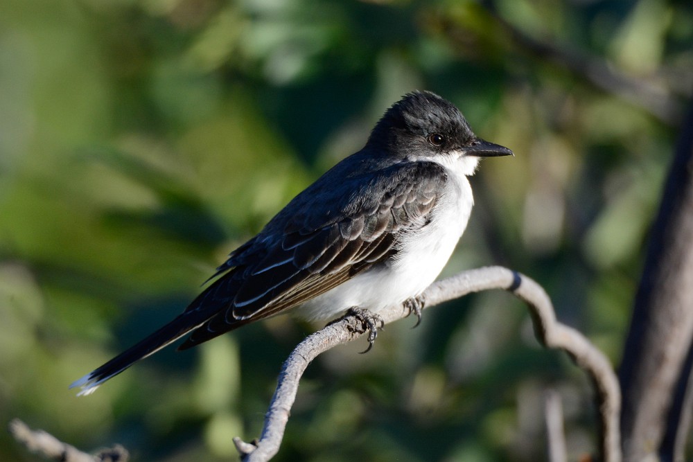 Eastern-Kingbird