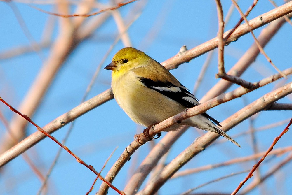 Goldfinch-female