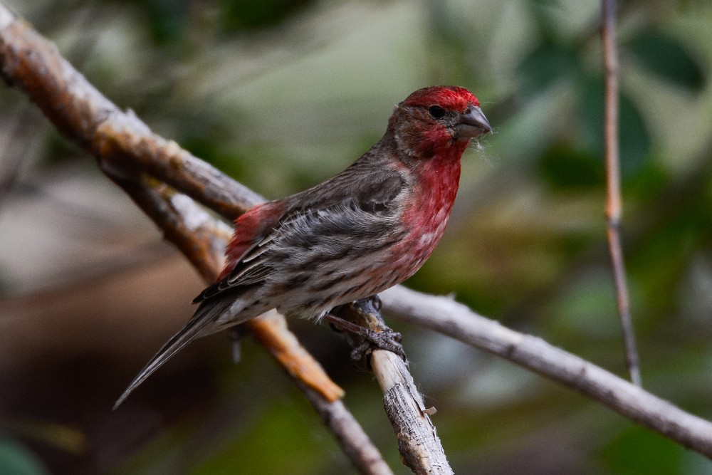 House-finch