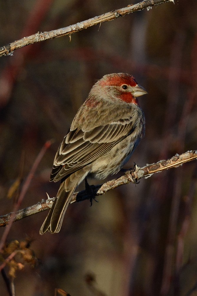 House-finch 1