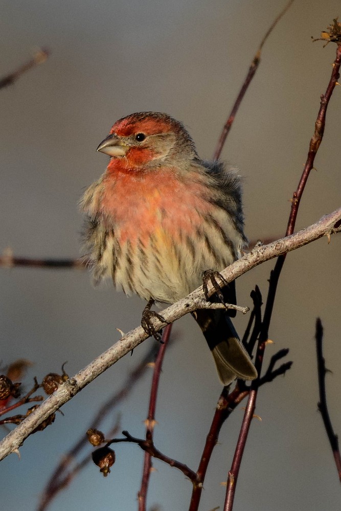 House-finch 2