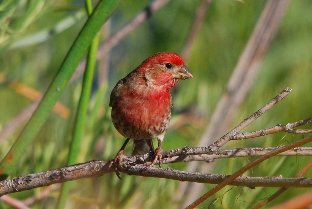 House-finch 3