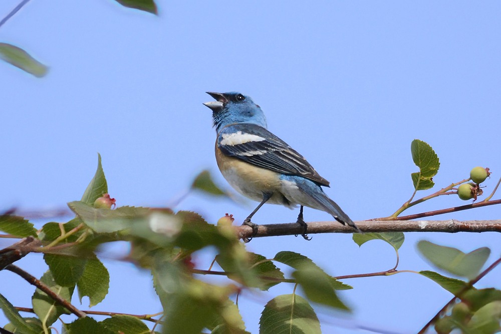 Lazuli-Bunting-2