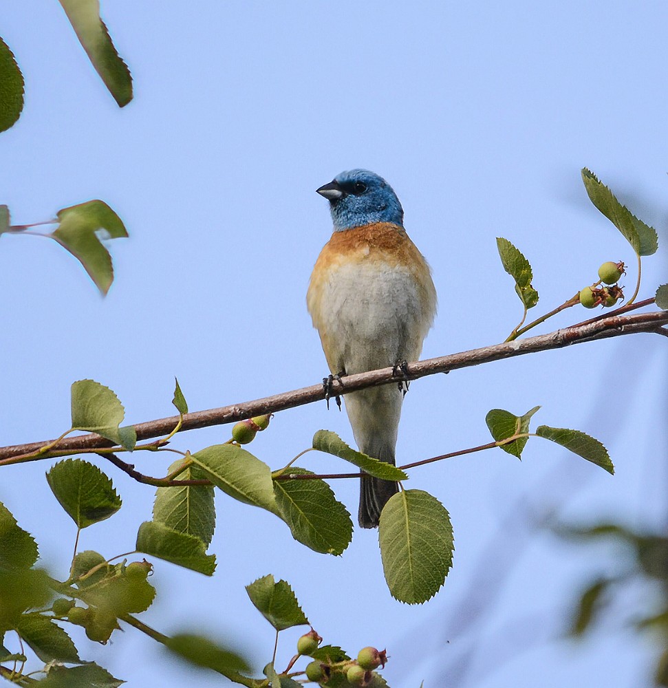 Lazuli-Bunting-3