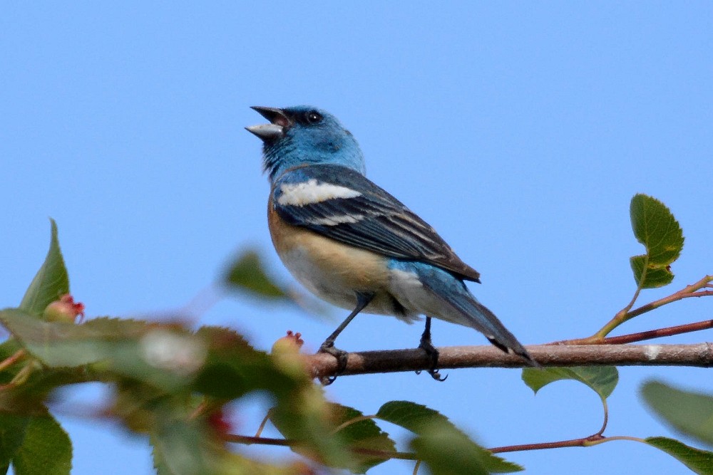 Lazuli-Bunting