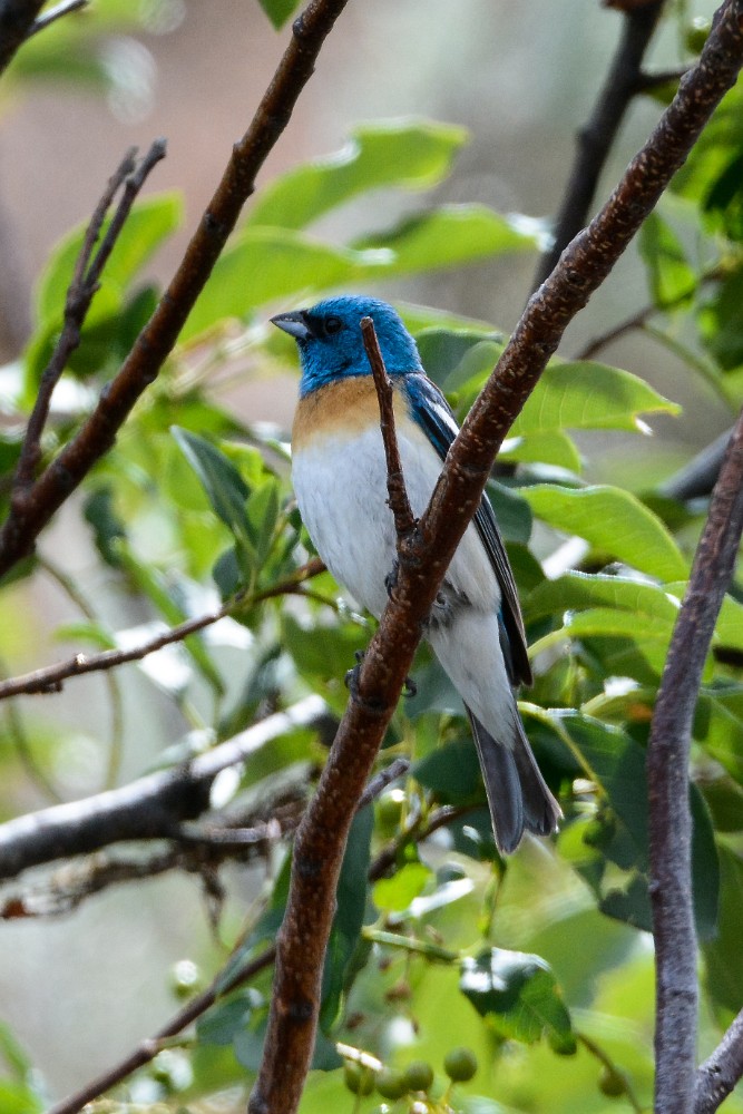 Lazuli-Bunting 1