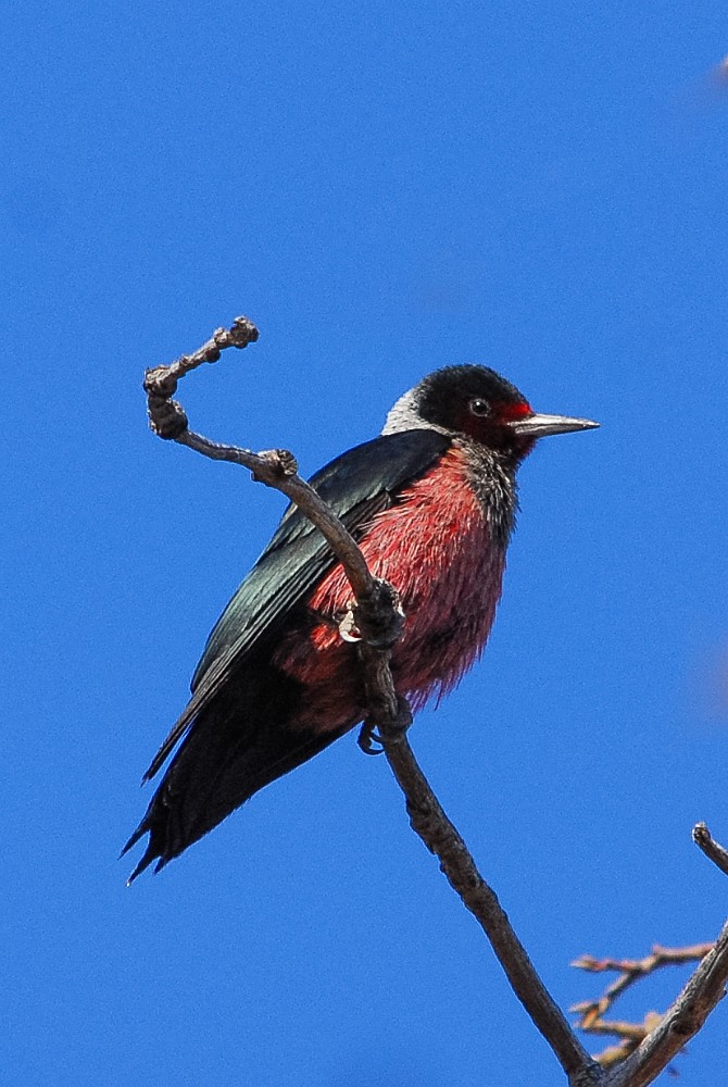 Lewis's-Woodpecker